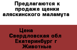 Предлагаются к продаже щенки аляскинского маламута  › Цена ­ 13 000 - Свердловская обл., Екатеринбург г. Животные и растения » Собаки   . Свердловская обл.,Екатеринбург г.